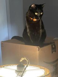 Lost Male Cat last seen E Eastman and Quebec, Denver, CO 80231