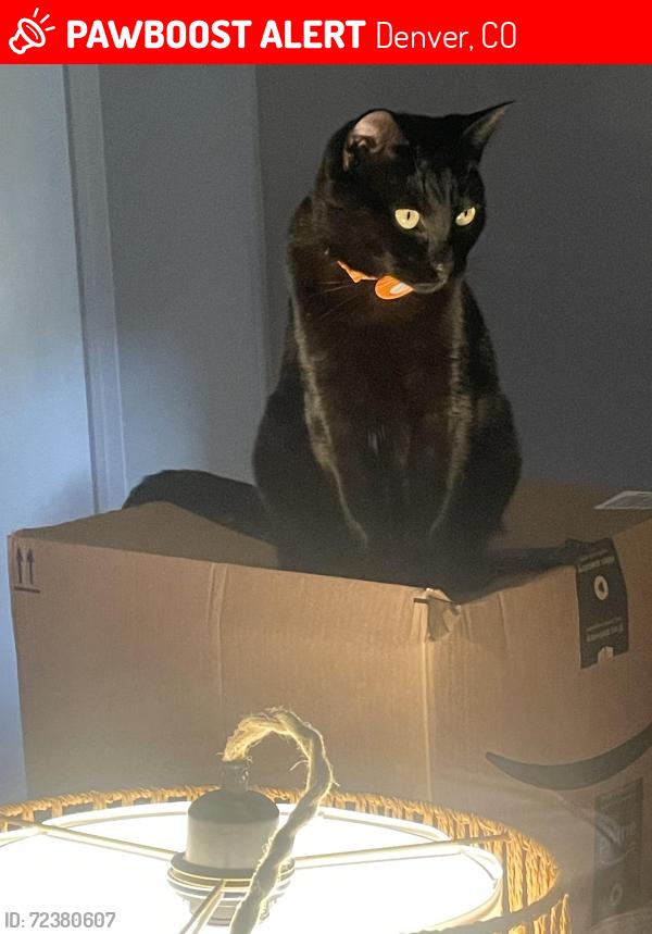 Lost Male Cat last seen E Eastman and Quebec, Denver, CO 80231