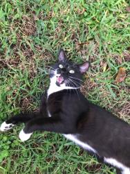 Lost Male Cat last seen Riverside, Royal Palm, Ramblewood, Coral Springs, FL 33071