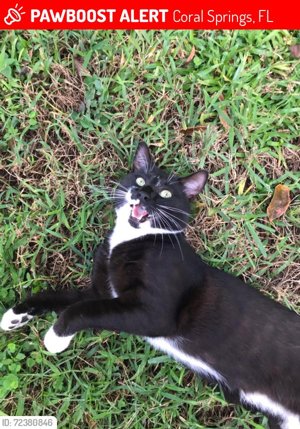Lost Male Cat last seen Riverside, Royal Palm, Ramblewood, Coral Springs, FL 33071