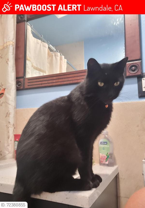 Lost Male Cat last seen 160th and Hawthorne blvd rear parking lot of dentist, Lawndale, CA 90260