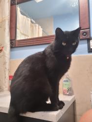 Lost Male Cat last seen 160th and Hawthorne blvd rear parking lot of dentist, Lawndale, CA 90260