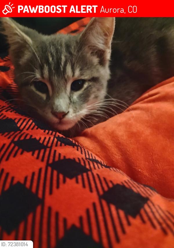 Lost Male Cat last seen 1st and chambers , Aurora, CO 80011
