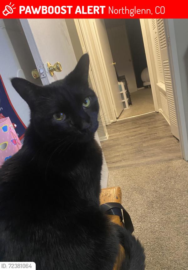Lost Male Cat last seen Washington and community reach, Northglenn, CO 80233