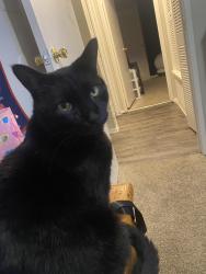 Lost Male Cat last seen Washington and community reach, Northglenn, CO 80233