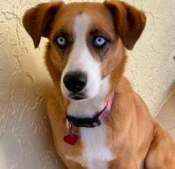 Lost Female Dog last seen Near N Chickasaw Trail, Orlando FL 32817, Orlando, FL 32801