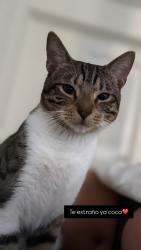 Lost Male Cat last seen North bay village, Miami, FL 33141
