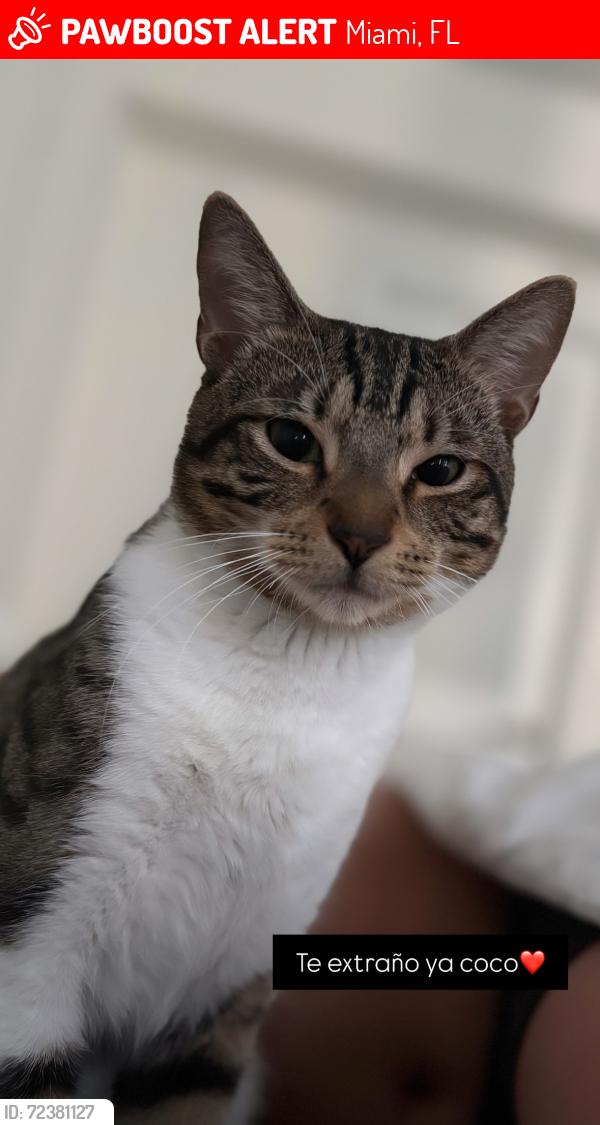 Lost Male Cat last seen North bay village, Miami, FL 33141