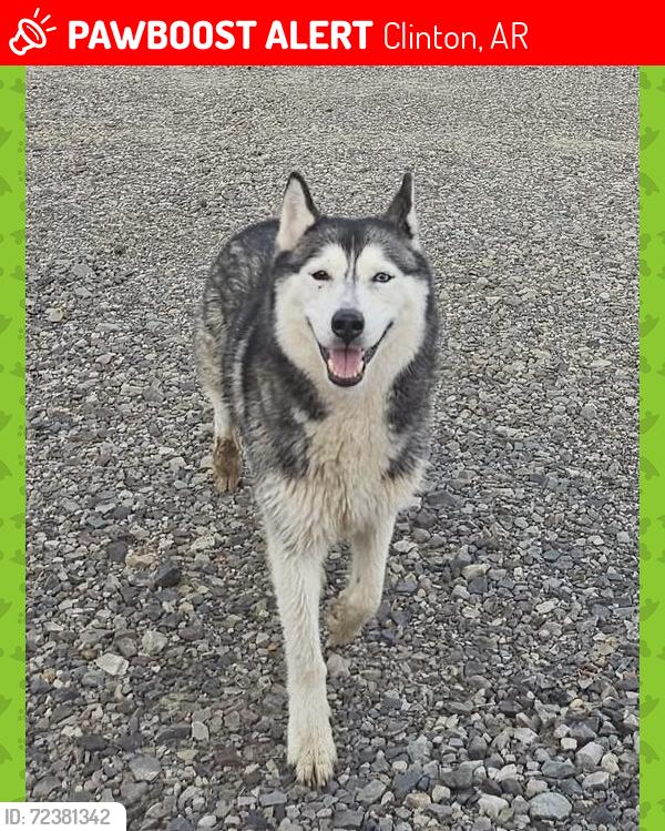 Lost Female Dog last seen Off Baker lake road in the Formosa area , Clinton, AR 72031