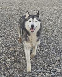 Lost Female Dog last seen Off Baker lake road in the Formosa area , Clinton, AR 72031
