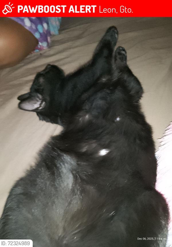 Lost Male Cat last seen Héroes del cubilete, Leon, Gto. 