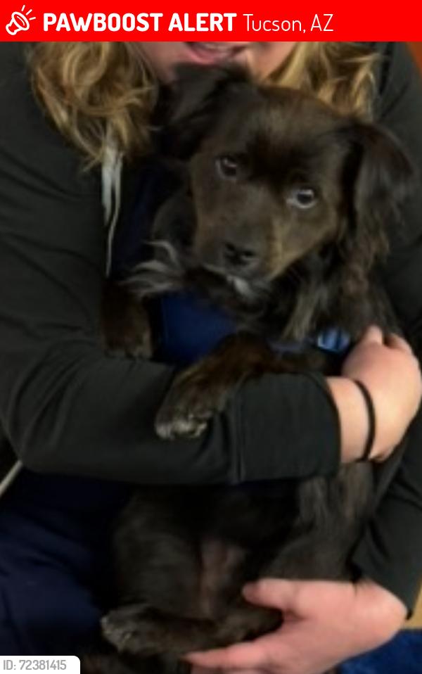 Lost Male Dog last seen Escalante/Kolb, Tucson, AZ 85730