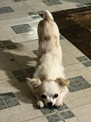 Lost Male Dog last seen creek dr and spruce , Cleveland, TX 77328