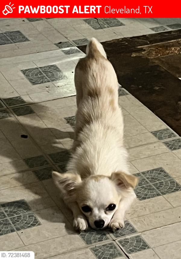 Lost Male Dog last seen creek dr and spruce , Cleveland, TX 77328