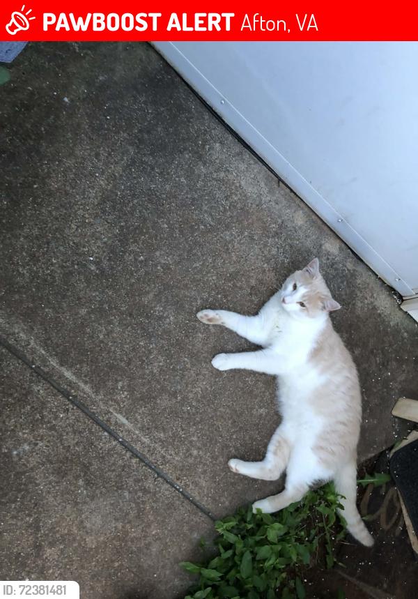 Lost Male Cat last seen Greenfield Road, Afton, Va in Nelson Co., Afton, VA 22920