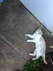 Lost Male Cat last seen Greenfield Road, Afton, Va in Nelson Co., Afton, VA 22920