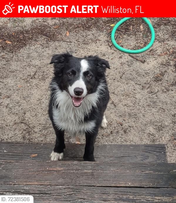 Lost Male Dog last seen 110th North Courth, Williston, FL 32696