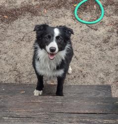 Lost Male Dog last seen 110th North Courth, Williston, FL 32696