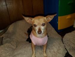 Lost Female Dog last seen 10th and MLK, Oklahoma City, OK 73117