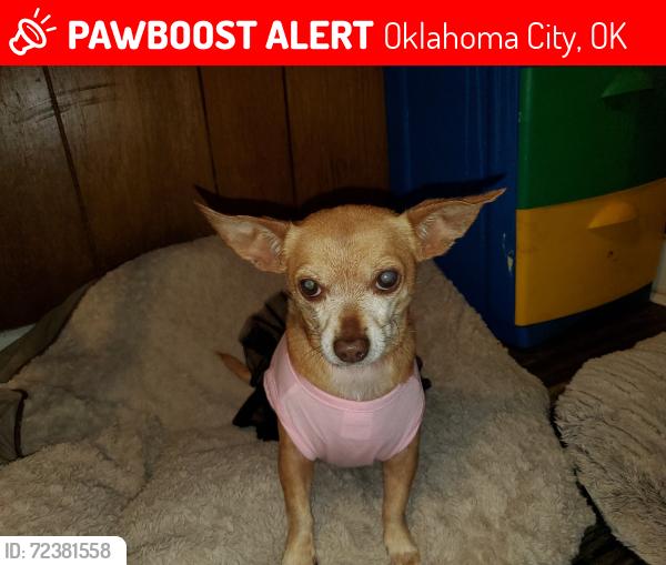 Lost Female Dog last seen 10th and MLK, Oklahoma City, OK 73117