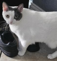 Lost Female Cat last seen Skillman near Stone River Rd, behind apartments by creek, Dallas, TX 75231