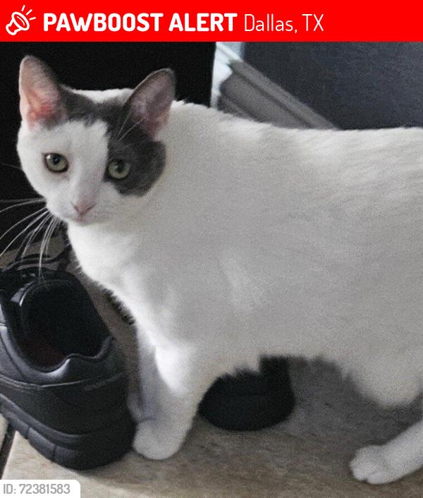 Lost Female Cat last seen Skillman near Stone River Rd, behind apartments by creek, Dallas, TX 75231