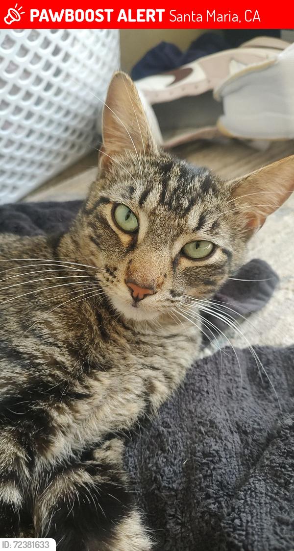 Lost Male Cat last seen E Bunny Ave , 711, Santa Maria, CA 93454