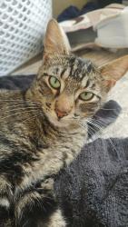 Lost Male Cat last seen E Bunny Ave , 711, Santa Maria, CA 93454