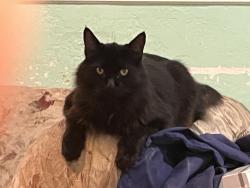Lost Male Cat last seen Denton way & hebron, san jose, ca, San Jose, CA 95121