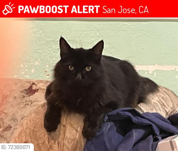 Lost Male Cat last seen Denton way & hebron, san jose, ca, San Jose, CA 95121