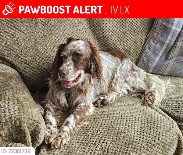 Lost Female Dog last seen Dornoch Beach, south of car park. Last seen in the water, may have been washed ashore, ,  IV25 3LX