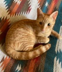 Lost Female Cat last seen Holcombe circle, Oconee County, SC 29676
