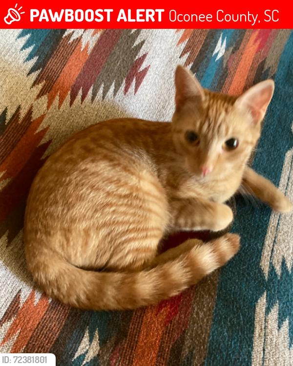 Lost Female Cat last seen Holcombe circle, Oconee County, SC 29676