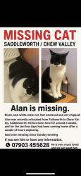 Lost Male Cat last seen greenfield train station , Greenfield, England 