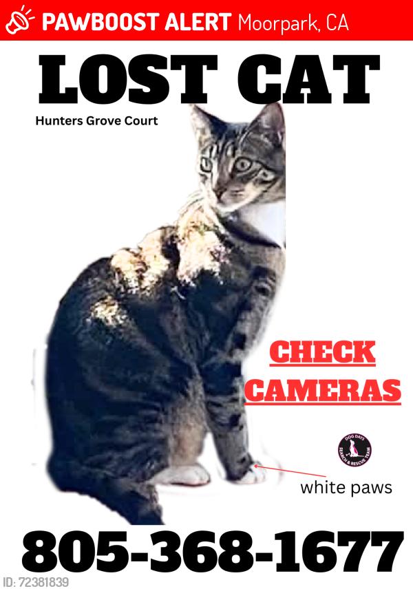 Lost Male Cat last seen Hunters Grove Ct, Moorpark, CA 93021