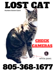 Lost Male Cat last seen Hunters Grove Ct, Moorpark, CA 93021