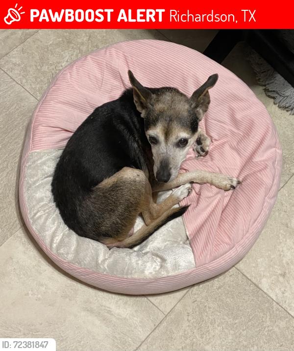 Lost Female Dog last seen Beltline and Dawn Circle, Richardson, TX 75081