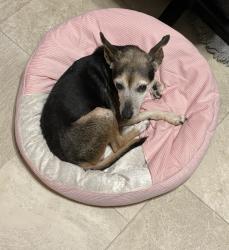 Lost Female Dog last seen Beltline and Dawn Circle, Richardson, TX 75081