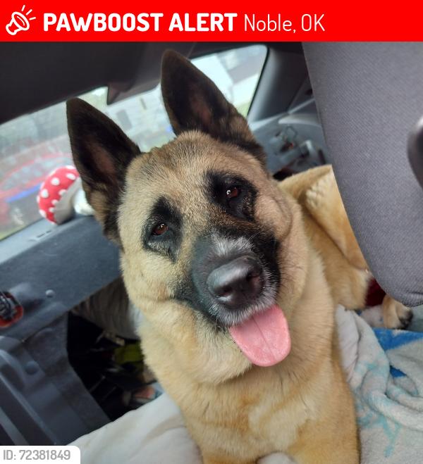 Lost Female Dog last seen East maguire road, Noble, OK 73068