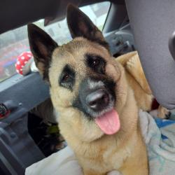 Lost Female Dog last seen East maguire road, Noble, OK 73068