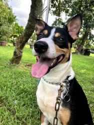 Lost Male Dog last seen Hwy 11, Kurtistown, HI 96749