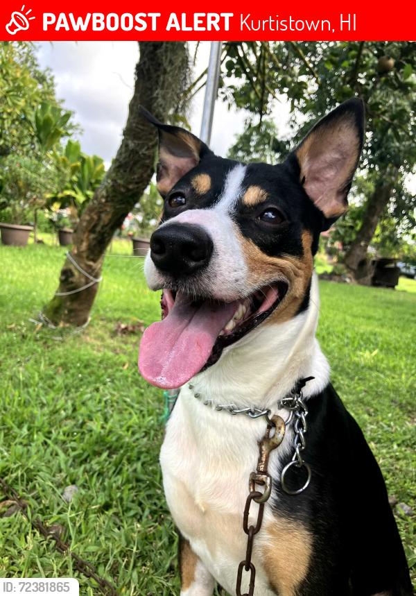 Lost Male Dog last seen Hwy 11, Kurtistown, HI 96749
