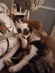 Lost Female Cat last seen Spring lane, Milford, CT 06460