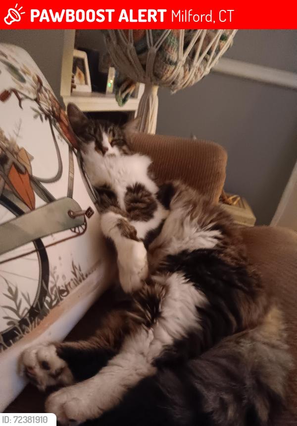 Lost Female Cat last seen Spring lane, Milford, CT 06460