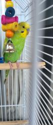 Lost Male Bird last seen Miller Drive, Miami Springs, Miami Springs, FL 33166
