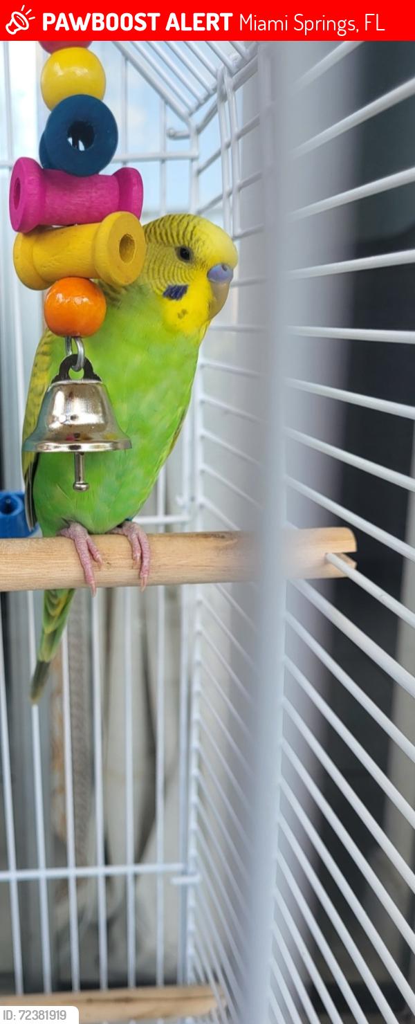 Lost Male Bird last seen Miller Drive, Miami Springs, Miami Springs, FL 33166