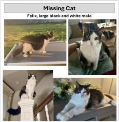 Lost Male Cat last seen Off Penn, north of Waterloo in Edmond, Edmond, OK 73025
