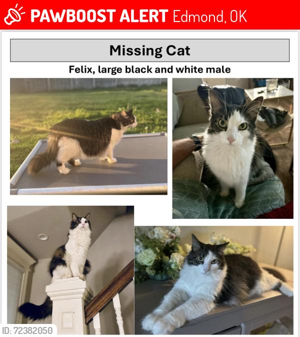 Lost Male Cat last seen Off Penn, north of Waterloo in Edmond, Edmond, OK 73025