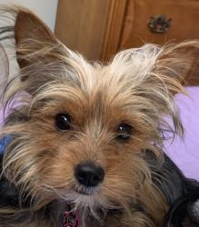 Reunited Female Dog last seen Pulaski and Payson, Baltimore, MD 21223