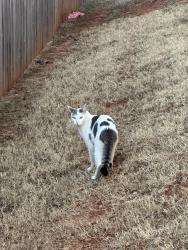 Found/Stray Unknown Cat last seen Off Penn, north of Waterloo in Hamilton neighborhood, Edmond, OK 73025
